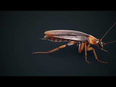 Cockroach American Animated