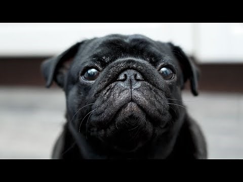 Exercises for a Healthy and Happy Pug A Guide for Owners