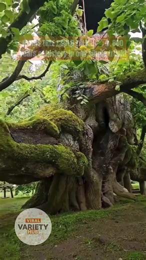 A true witness to history. 🧱🕊️ This 800-year-old Linden tree has survived the Middle Ages, the Black Plague, and the rise and fall of empires. 🏰✨ In ancient folklore, it was believed you couldn't tell a lie beneath its branches. If you could ask this tree one question about the past, what would it be? 👇 #AncientTrees #HistoryTok #NatureWonders #LindenTree #VVHDaily