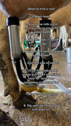 Steps to milking a cow: A milk cow and raw milk can be a huge asset to your homestead, but keep in mind- proper care and daily maintenance on a milk cow are exponentially more than any other livestock animal, even dairy goats. Buying a milk cow absolutely will cost lots of time and money. Not ready for that? Thats okay - find a raw milk farmer at realmilk.com and support them and get the milk without the cow chores! #homestead #homesteading #milkingtime #milkcow #jerseycow #dairycow #familycow #