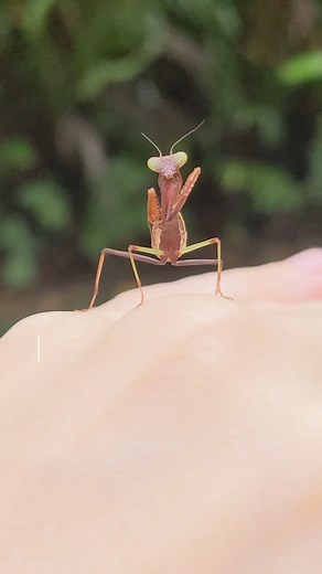 3.3K views · 100 reactions | It’s BABY time! We have loads of captive-bred Giant Rainforest mantises here at Minibeast Wildlife and they’re all as cute as buttons. These are one of Australia’s largest praying mantis species and they’re super impressive in real life! #CaptiveBreeding #DontBuyWildBugs #insects #invertebrates #inverts #bugs #minibeasts #australia #pets #insectsofinstagram #insects_of_our_world | Minibeast Wildlife | Facebook