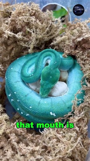 Green Tree Python Yawn 😳🐍