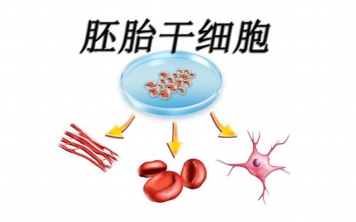 【科普】什么是胚胎干细胞EScells？