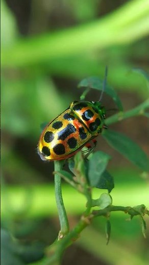 Insect macro videography, Mobile videography