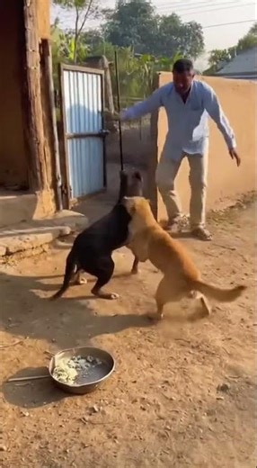 Village Dogs Fight Over Food | Gate Breaks #villagelife #VillageLife #DogFight dog shorts