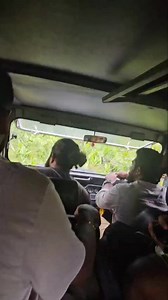 Wait for the end 😇 Mamalakandam, Kothamangalam taluk of Ernakulam District, Kerala. | North division chokanad estate