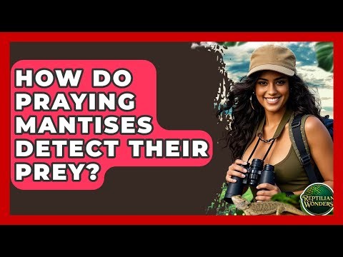 How Do Praying Mantises Detect Their Prey? - Reptilian Wonders