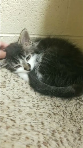 new rare kitten breed at cat rescue shelter: black & white fluffy kitten ASMR napping on cat tower 🐾