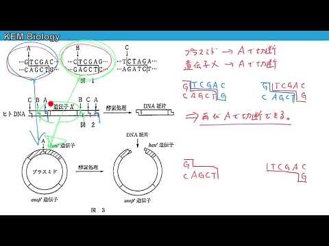 高校生物「制限酵素（練習問題）」