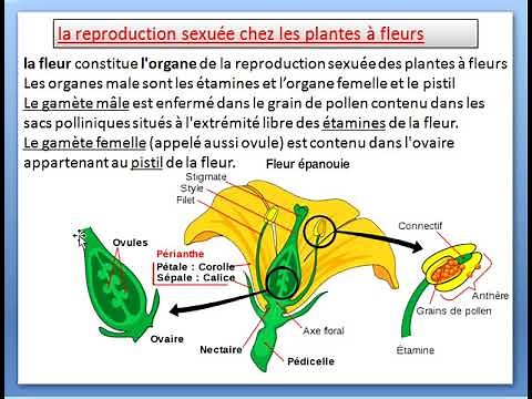 la reproduction sexuée chez les plantes à fleurs