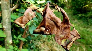Ash dieback disease spreads to trees in Kent and Essex