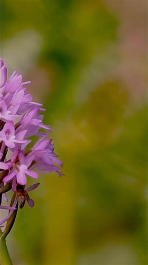 "Adorned with Faithfulness" Proverbs 3:3(NIV)#faithingod#lovethelord#bibleverse#christianmusic#Jesus