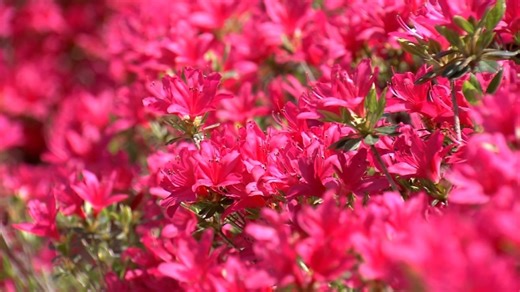 Sea of azaleas in Kyoto's flower temple | NHK WORLD-JAPAN News