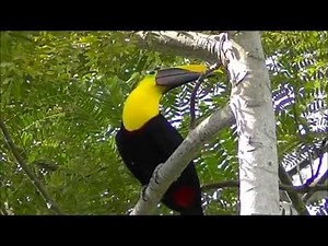 Chestnut mandibled Toucan