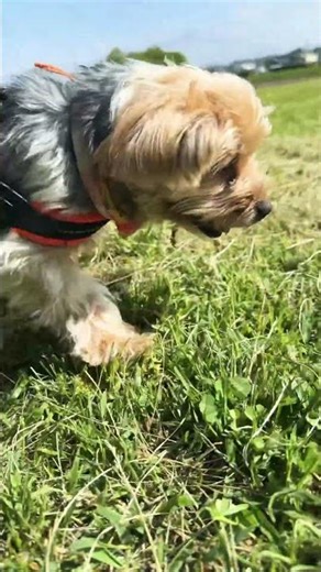 Morning walk with my Yorkie #YorkshireTerrier