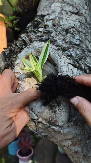 How to Cultivate Bromeliad Ornamental Plants on Trees #tanamanhias #bonsai #plant #garden #asmr