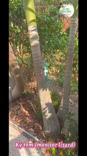 Kỳ tôm (monitor lizard)