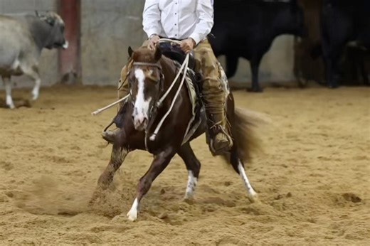 13 reactions | western bloodstock futurity sale Consigned by Lacey...