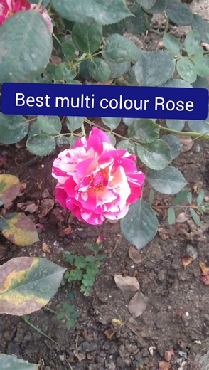 Best rose