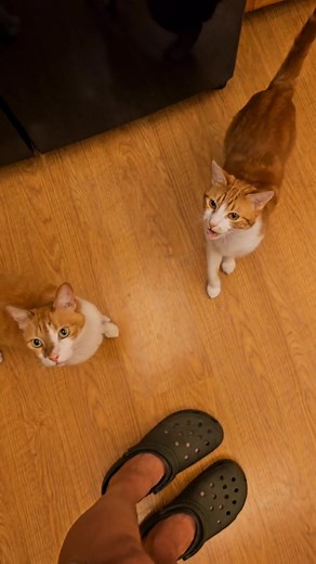 37K views · 1.3K reactions | Cats Get Their Genetic Test Results #unitedkingdom #reelsusa #business | The Doug Cats | Facebook