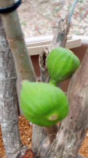 Effective Fig Fertilizer for Home Gardening Success