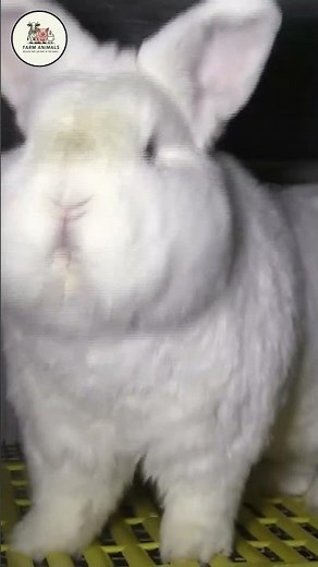 Is the New Zealand Rabbit the MOST Profitable Breed on Earth? 🤔💵
