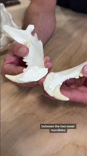 Black Bear Skull Facts