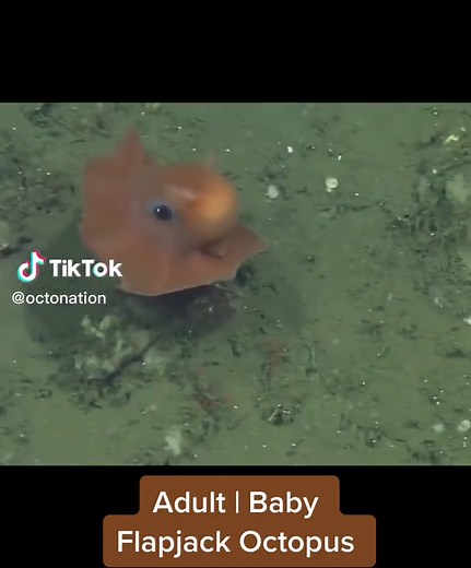Fascinating Facts About Flapjack Octopus Anatomy