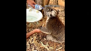 18K views · 125 reactions | VIDEO: Koala drinks water from helper amid oppressive Australian summer STORY: https://www.wthr.com/article/video-koala-drinks-water-helper-amid-oppressive-australian-summer | WTHR-TV | Facebook
