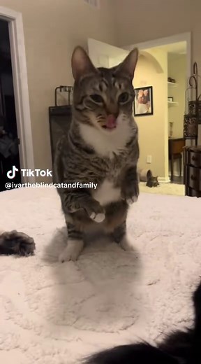 Adorable Cats in Action: Must-See Cat Videos