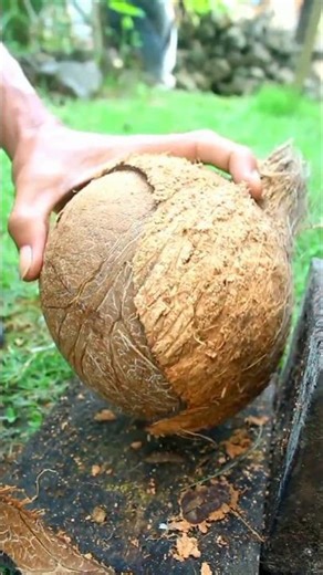 Technique for removing a round coconut from its shell