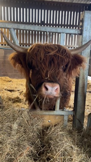 Highland cow #highlandcow #cute #farm #ahriculture #farming