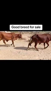 Good breed for sale | Hon Concern