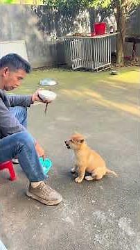 # The Daily Life of a Foolish Dog - The Puppy Has Grown Up and Now Knows Gratitude