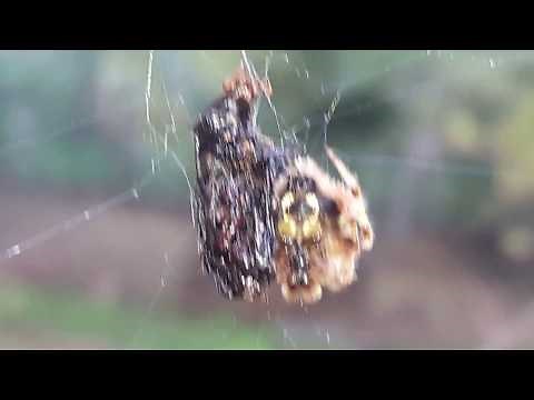 How do spiders catch their food