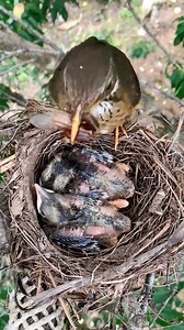 Black-breasted thrush Bird | Natural Bird Check