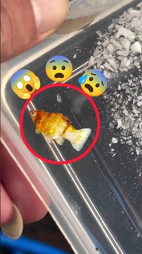 molly fish diseases and treatment.😰😨😱😇