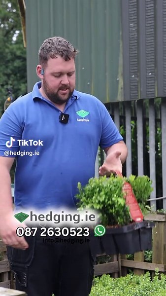 Box Hedging Ideas for Summer Garden Projects