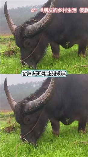 Unbelievable: Cows Lack Upper Teeth