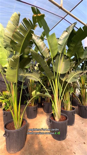 #strelitzia #jardin #fypシ #sousse #tunisia