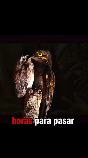 El pájaro invisible que se disfraza de árbol 😳 (Potoo) #animales #curiosidades