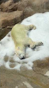 2026年8月1日（土）王子動物園 午前中のゆめ