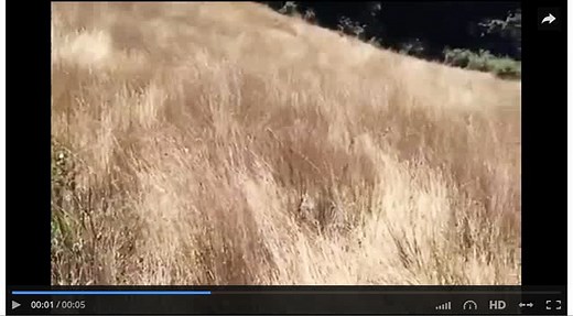 DailyMotion-Embed code