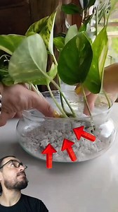Olha só gente, essa dica de vaso para você fazer para sua planta jiboia 🌿 | Plantas e Lar
