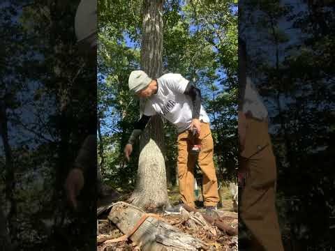 Tree Injection Research | Oak Trial with Arborjet F12 Pro Series & PHOSPHO-jet