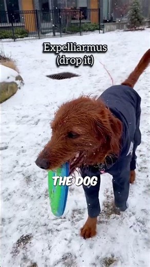 Wizard Dog IRL 🪄🐶 (@dobbyisafreedoodle) #shorts