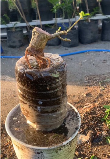 Bonsai informal gagal jadi bonsai exposed root
