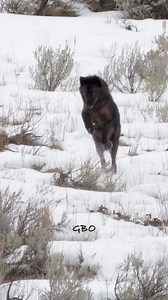 Young black wolf from The Shrimp Lake Pack pounces for voles. www.GoodBullGuided.com #photography #wildlife #nature #ynp #reels #explorepage #wolf #blackwolf | Good Bull Guided