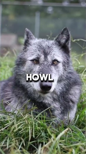 How Wolves Communicate in Packs