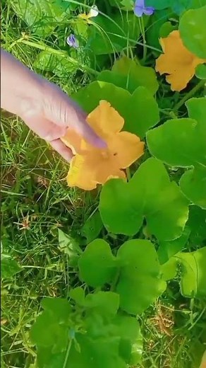 Top 10 Benefits of Gardening 🌿 | Healthy Mind & Body